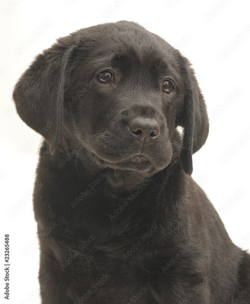 LABRADOR