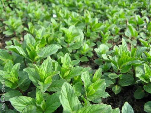Growing mint on the ground close-up