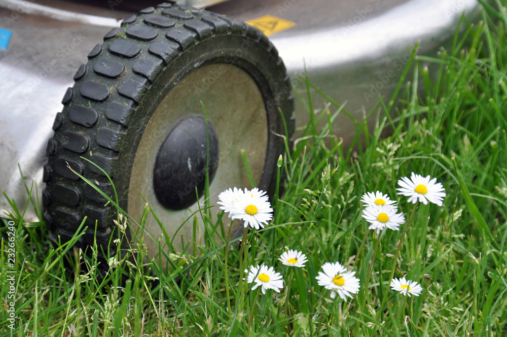 Fototapeta premium Gazon