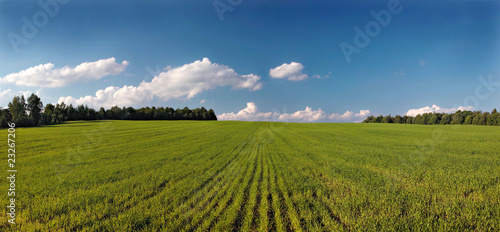 Landscape with field. Panorama.