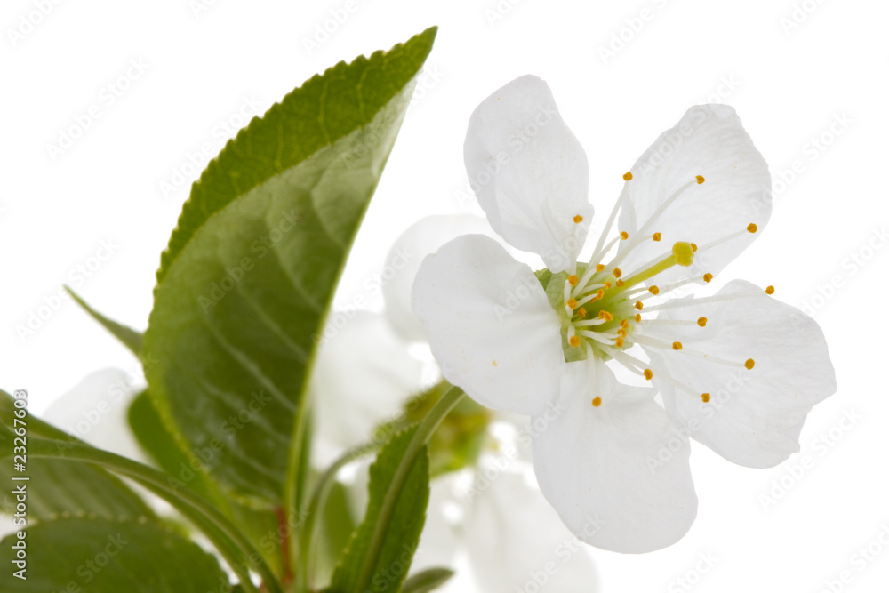 Obraz premium Cherry flower