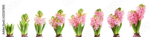 Growing hyacinth