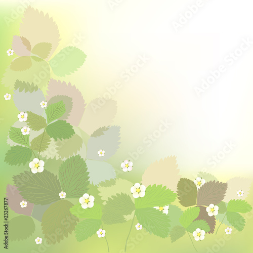 Beautiful summer background with strawberry leafs and flowers.