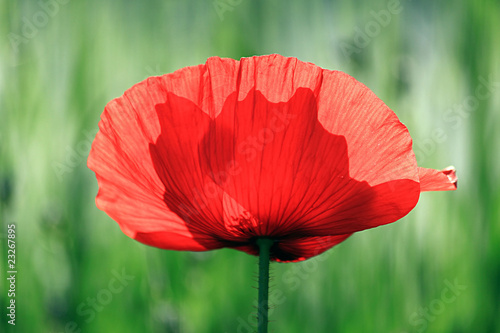 Fototapeta Naklejka Na Ścianę i Meble -  Roter Klatschmohn im Gegenlicht