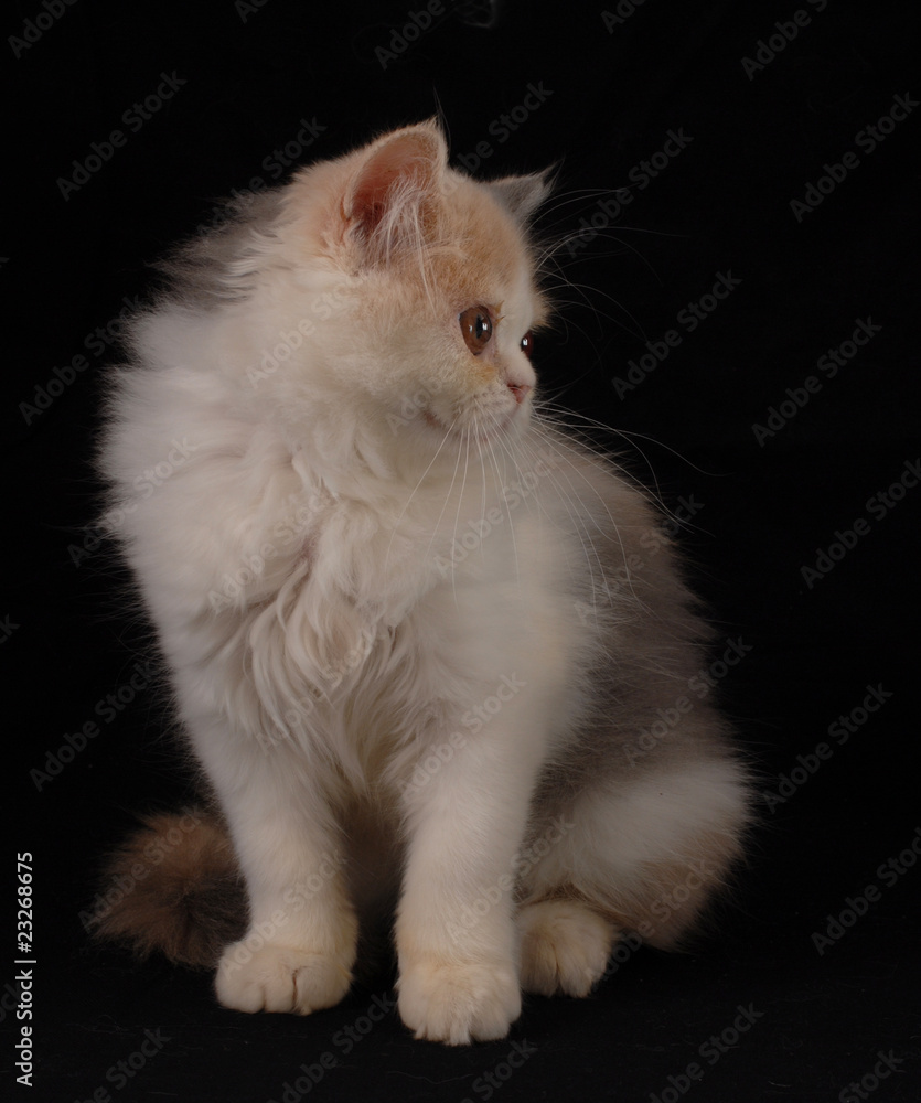 PERSIANO, 3 MESI. PERSIANO, 3 MESI.