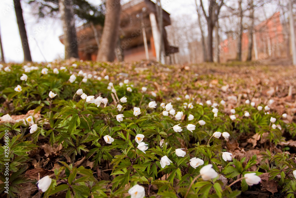 Obraz premium White anemone