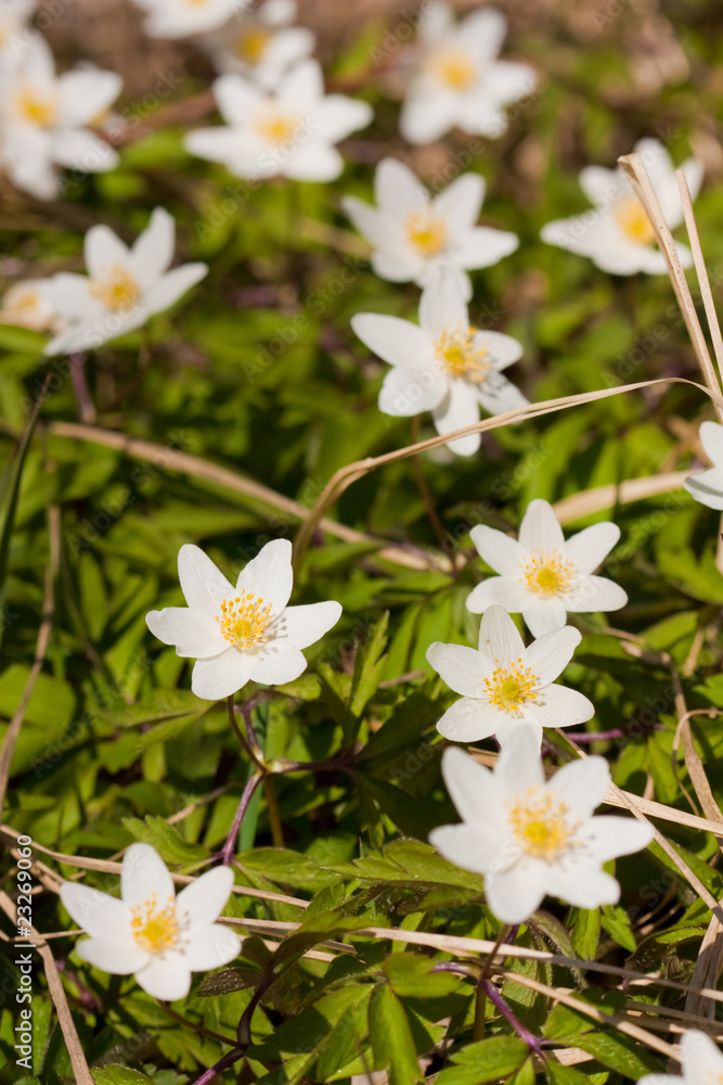 White anemone White anemone