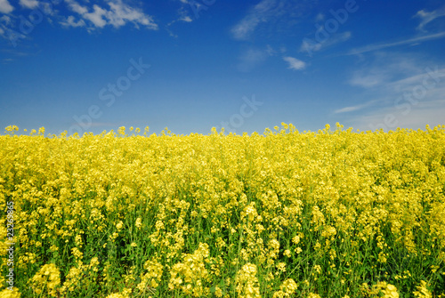 Rapsfeld blauer Himmel