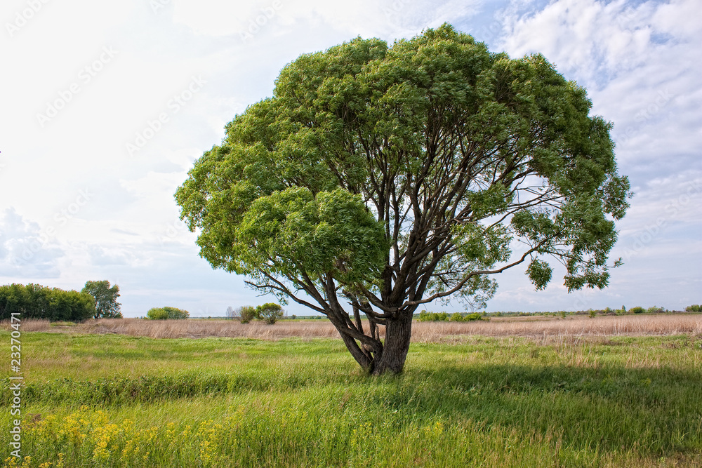 Lonely tree