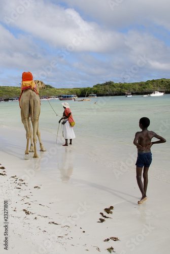 cammello sulla spiaggia di Malindi