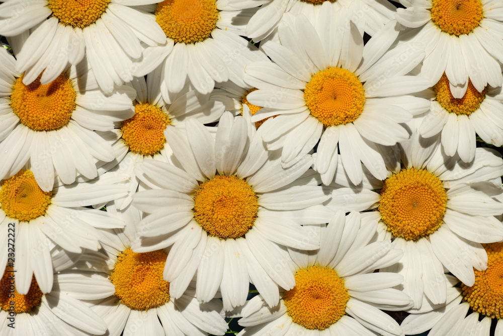 Fototapeta premium fond marguerites