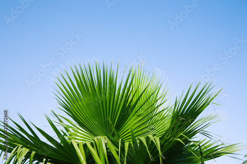 trunk and leaves of palm tree