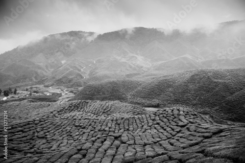 cameron highlands photo