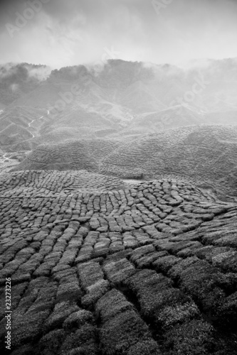 Fotografi cameron highlands