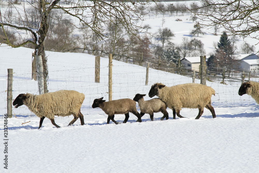 Schafherde im Winter auf der Weide Schafherde im Winter auf der Weide