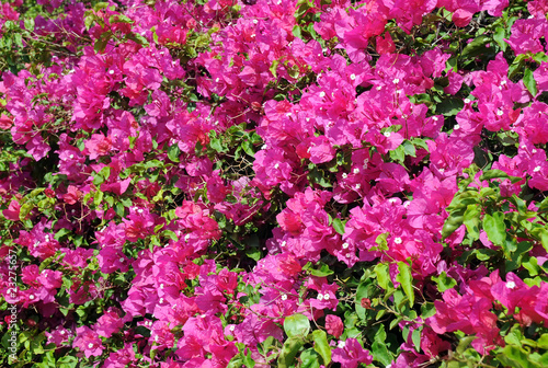 Closeup Bougainvillaea in Blossom