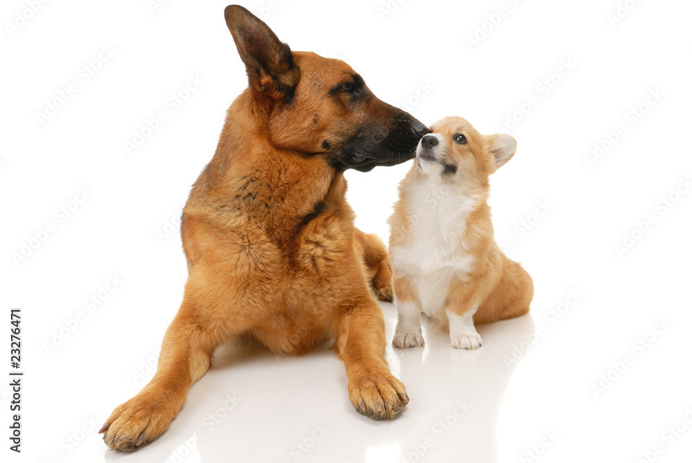 Fototapeta premium Two dogs in the studio on a white background
