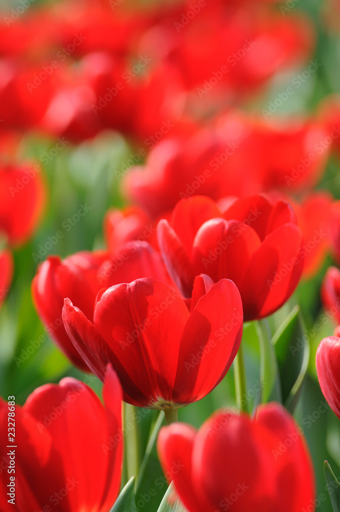 Red tulips Red tulips