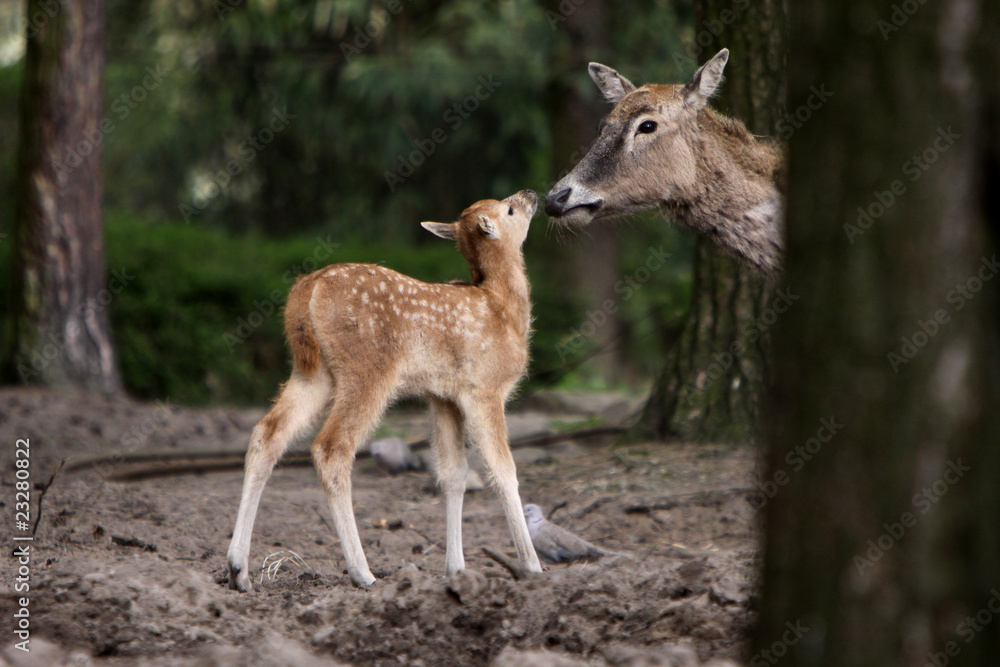 Fototapeta premium Davidshirsche (Kuh mit Kalb)