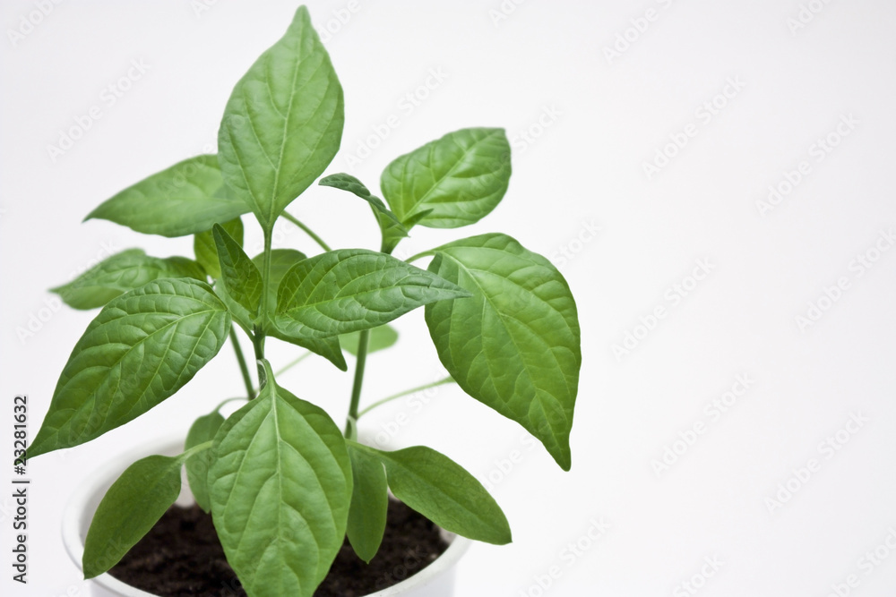 chili pepper chili pepper