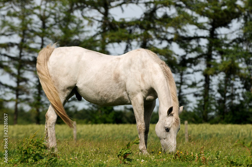 Weisses Pferd am grasen