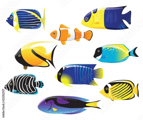 sea fishes