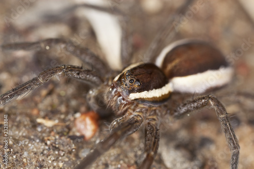 Wolf spider on ground. Extreme close-up