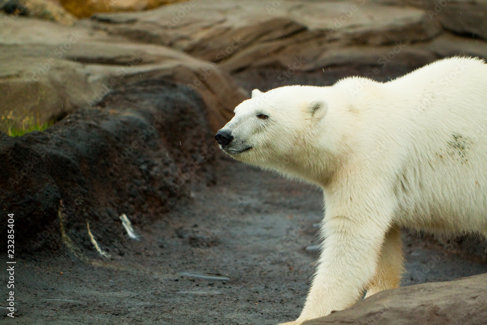 Polar bear walking on rock