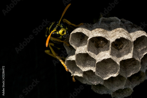 A yellowjacket wasp guarding its nest
