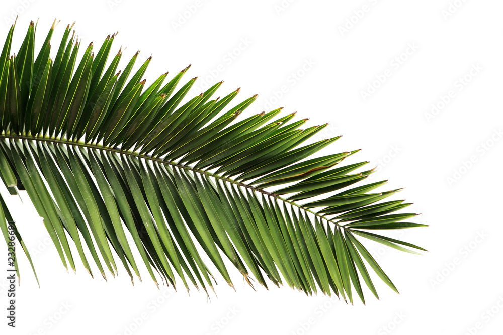 Leaves of palm tree isolated on white background . Leaves of palm tree isolated on white background .