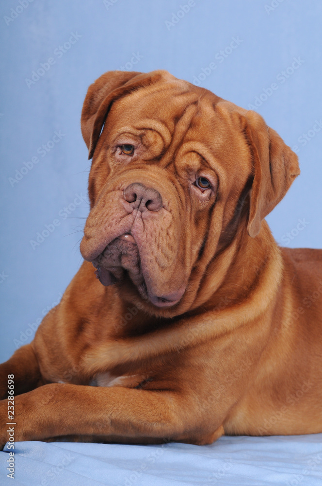 Bordoss dog portrait