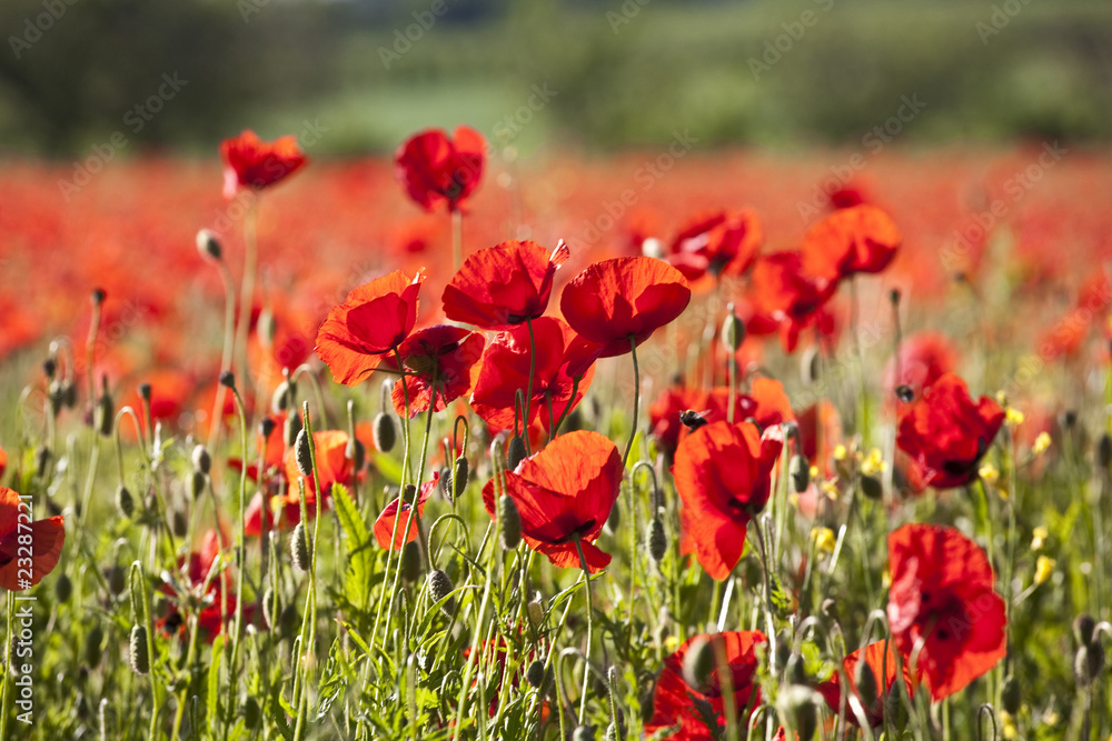 beautiful colorful poppy flowers on meadow beautiful colorful poppy flowers on meadow