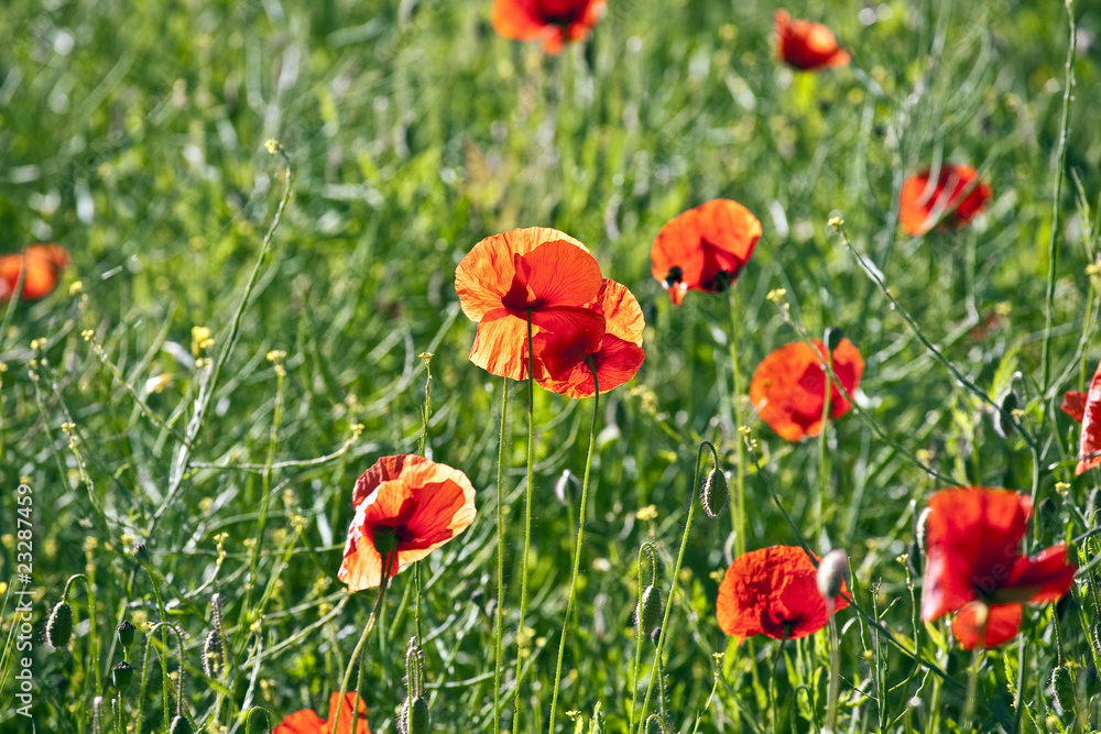 Obraz premium beautiful colorful poppy flowers on meadow