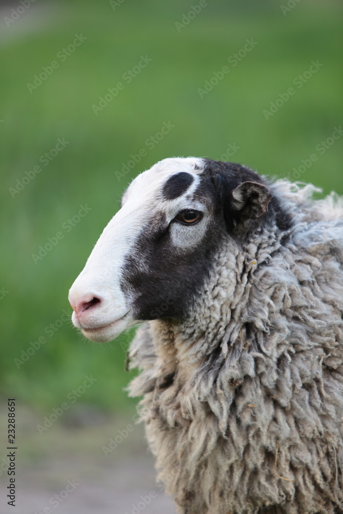 Fototapeta premium Sheep.