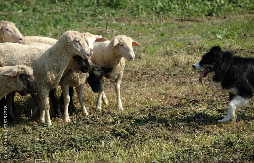 Obraz premium border collie and flock of sheep