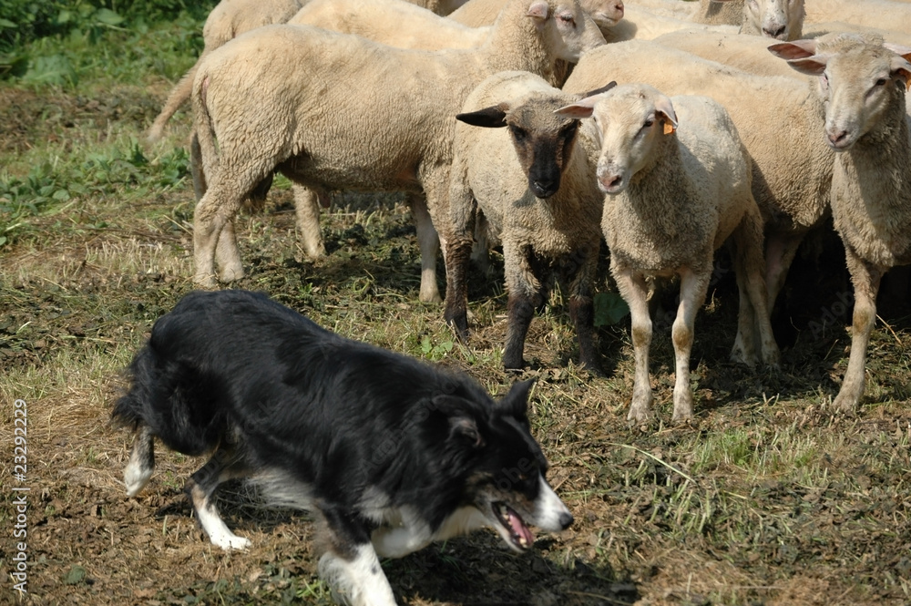 border collie and flock of sheep