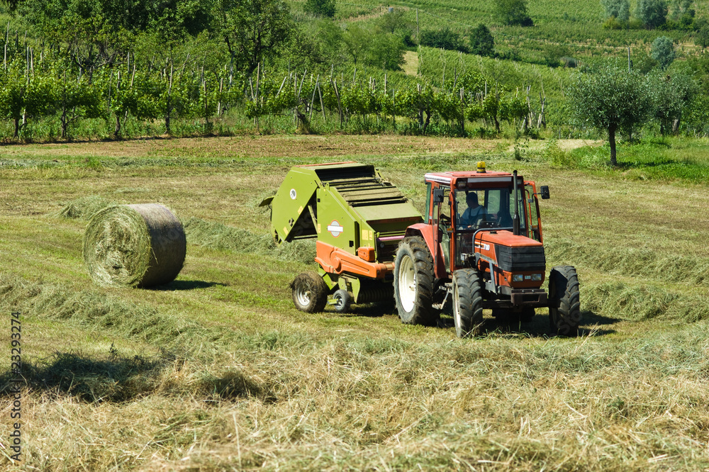 Obraz premium Agricoltura