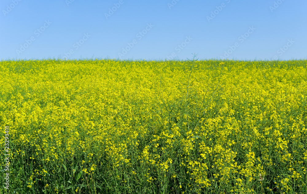 Canola.