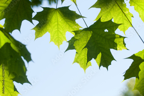 Fresh maple leaves on sky