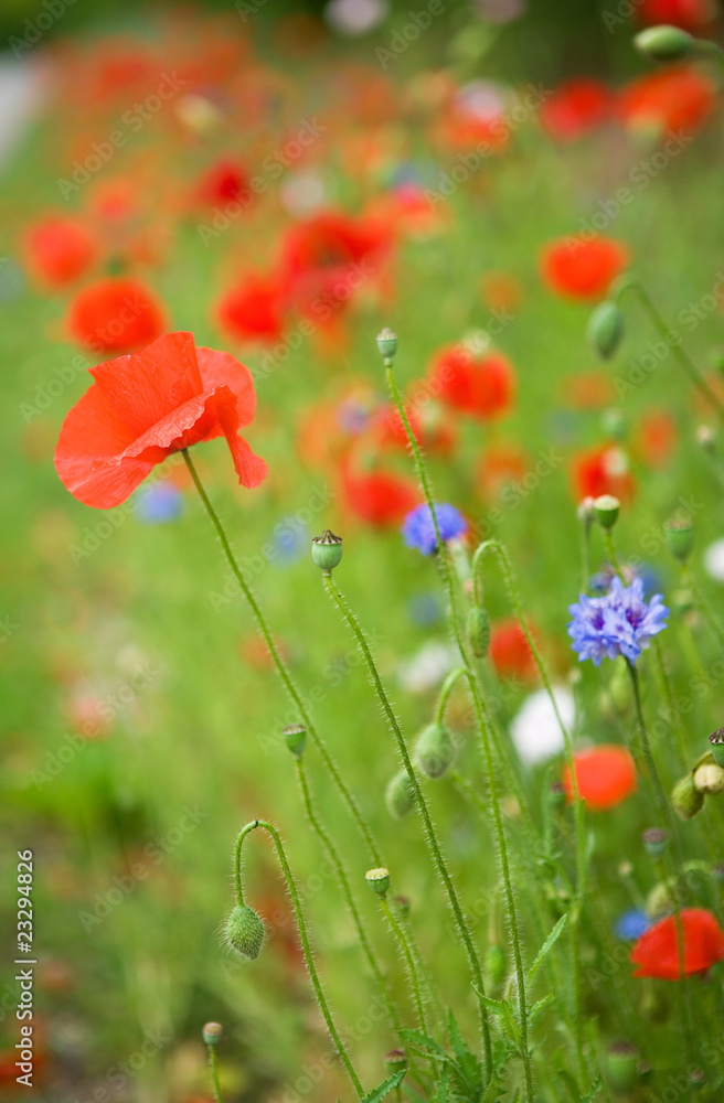 Fototapeta premium Beautiful blossoming poppies and cornflowers