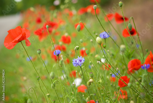 Beautiful blossoming poppies and cornflowers