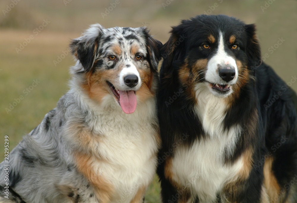 AUSTRALIAN SHEPHERD