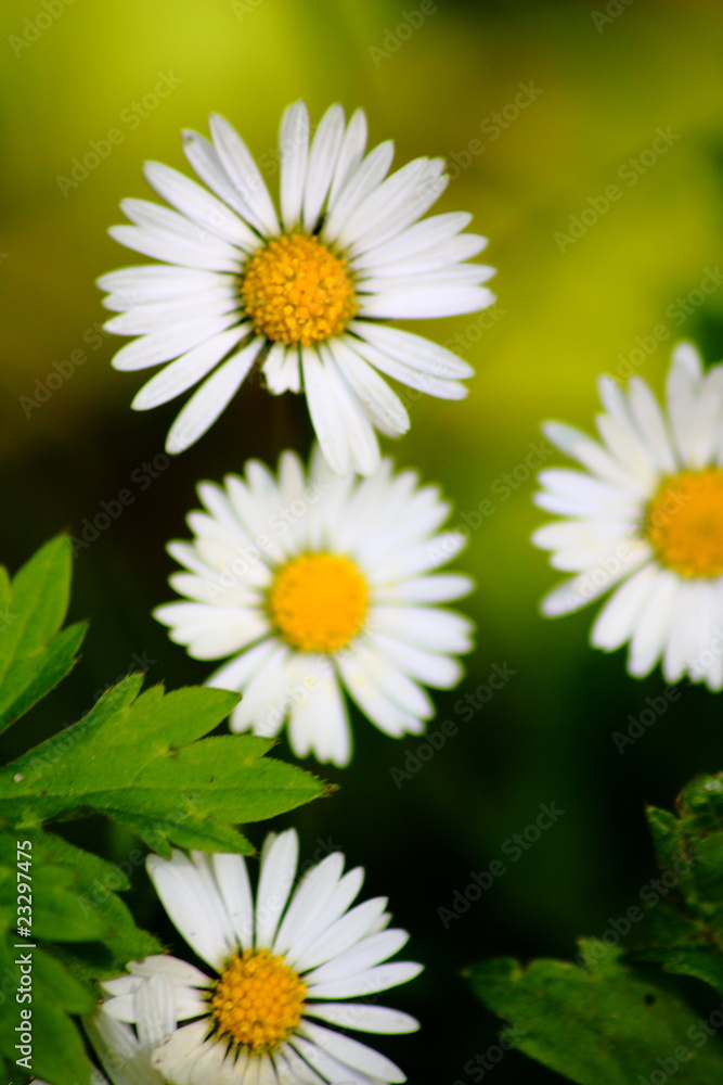 Fototapeta premium Gänseblümchen