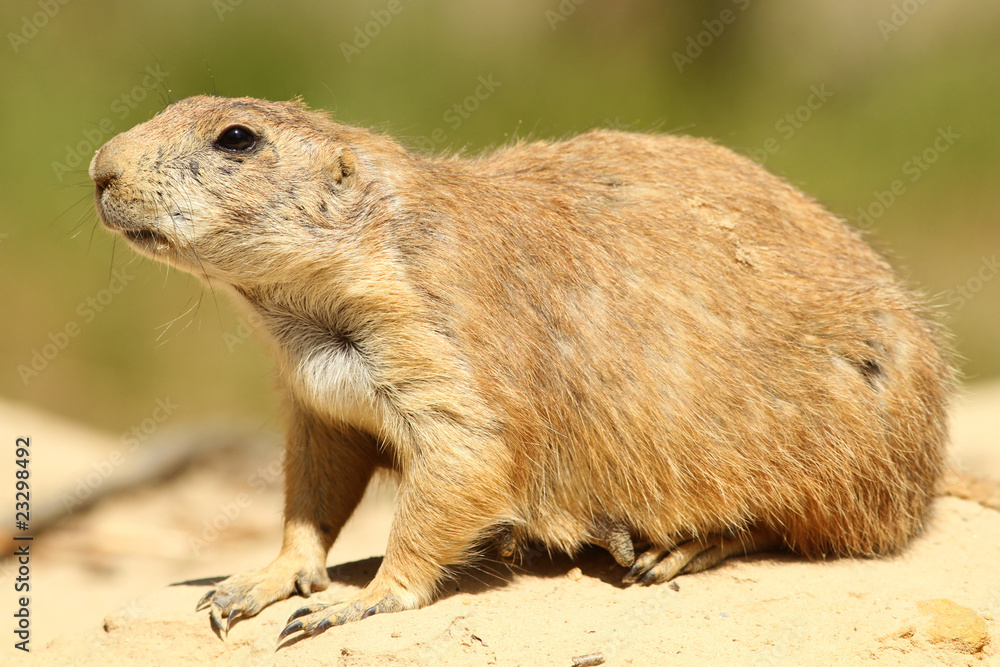 Prairie dog
