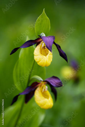 Fototapeta Naklejka Na Ścianę i Meble -  lady's-slipper orchid, Cypripedium calceolus 06