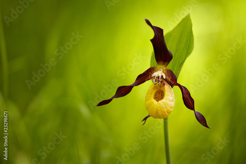 Fototapeta Naklejka Na Ścianę i Meble -  lady's-slipper orchid, Cypripedium calceolus 07