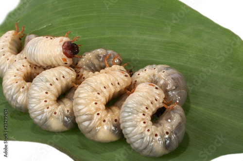 beetle larva  rhinoceros