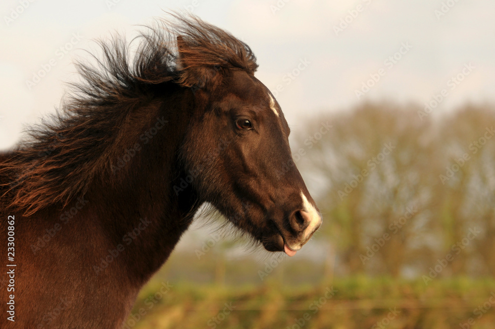 Obraz premium Braunes Ponyfohlen