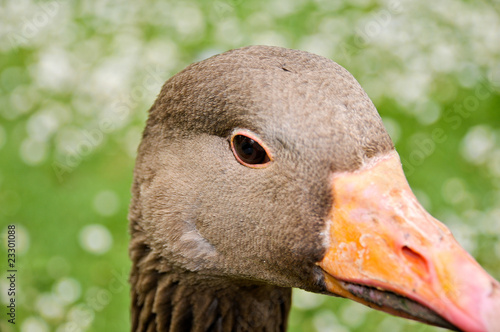 Fotografija Gooses head