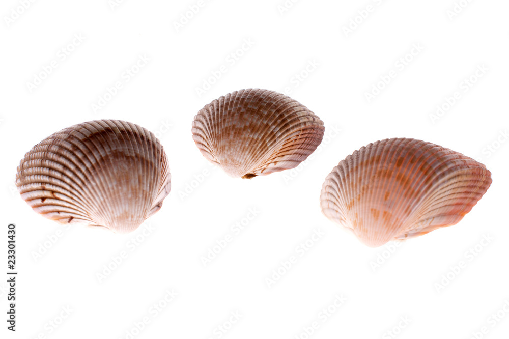 bivalve shells on white bivalve shells on white